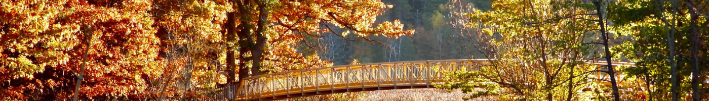 Bridge Fall Day